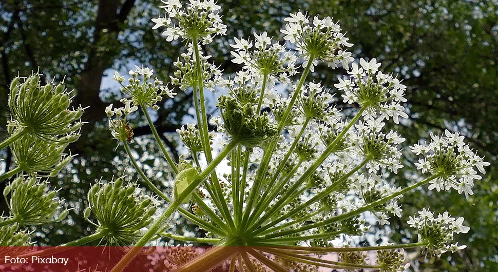 Heracleum sosnowsky.webp